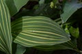 Lily of the valley Convallaria majalis Albostriata, striped leaves